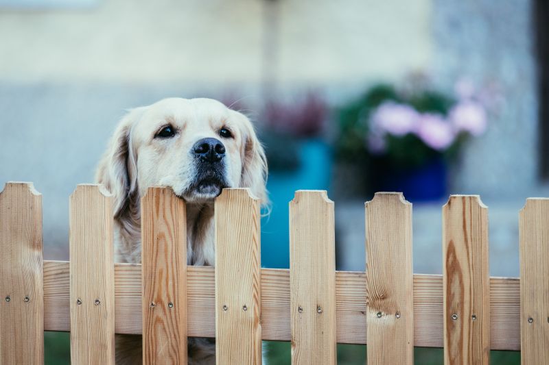 Custom Pet Fence Designs